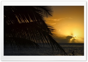 Palm Tree Leaf, Sunset, Florida Ultra HD Wallpaper for 4K UHD Widescreen desktop, tablet & smartphone