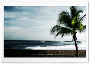 Palm Tree, Ocean Ultra HD Wallpaper for 4K UHD Widescreen desktop, tablet & smartphone
