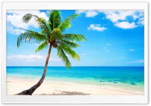 Palm Tree on the Beach Ultra HD Wallpaper for 4K UHD Widescreen Desktop, Lockscreen, Screensaver, TV, Tablet, Smartphone