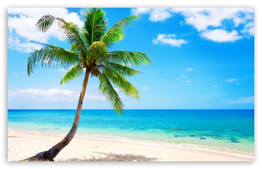 Palm Tree on the Beach UltraHD Wallpaper for UHD 16:9 ; HD 16:9 ; UltraWide 21:9 24:10 ; Widescreen 16:10 5:3 ; Fullscreen 4:3 5:4 3:2 ; Tablet 1:1 ; Mobile 9:16 9:19.5 9:20 9:21 9:22 10:16 2:3 3:5 3:4 ;