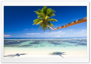 Palm Tree Over Tropical Beach Ultra HD Wallpaper for 4K UHD Widescreen desktop, tablet & smartphone