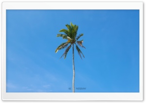Palm Tree, Sea Beach, Nature Ultra HD Wallpaper for 4K UHD Widescreen desktop, tablet & smartphone