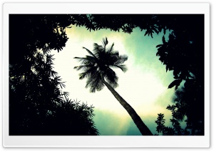 Palm Tree Top Ultra HD Wallpaper for 4K UHD Widescreen desktop, tablet & smartphone