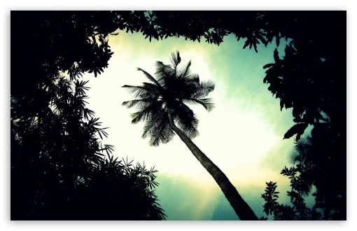 Palm Tree Top UltraHD Wallpaper for UHD 16:9 ; HD 16:9 ; Widescreen 16:10 ;