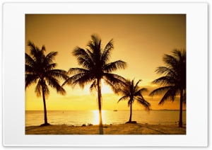 Palm trees Ultra HD Wallpaper for 4K UHD Widescreen desktop, tablet & smartphone