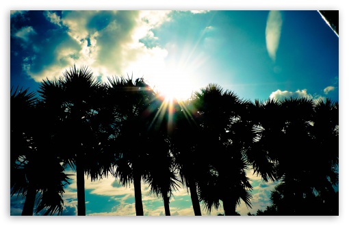 Palm trees UltraHD Wallpaper for Widescreen 16:10 ; Fullscreen 4:3 ;