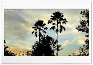 Palm Trees 4K UHD Wallpaper for Widescreen and UltraWide Desktop, UltraHD TV, Smartphone, Tablet