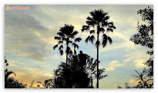 Palm Trees UltraHD Wallpaper for HD 16:9 ;