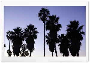 Palm Trees   Venice Beach, Los Angeles Ultra HD Wallpaper for 4K UHD Widescreen desktop, tablet & smartphone