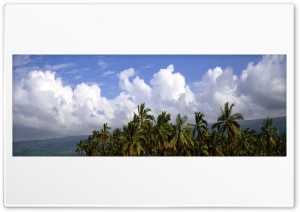Palm Trees And Cloudy Sky 4K UHD Wallpaper for Widescreen and UltraWide Desktop, UltraHD TV, Smartphone, Tablet