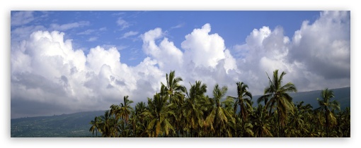 Palm Trees And Cloudy Sky UltraHD Wallpaper for UltraWide 32:10 ; Dual 16:10 5:3 16:9 4:3 5:4 ;