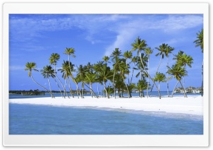 Palm Trees On Island, Maldives, Indian Ocean Ultra HD Wallpaper for 4K UHD Widescreen desktop, tablet & smartphone