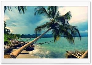 Palm Trees On The Beach Ultra HD Wallpaper for 4K UHD Widescreen Desktop, Lockscreen, Screensaver, TV, Tablet, Smartphone