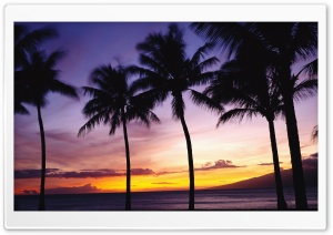 Palm Trees, Sunset Ultra HD Wallpaper for 4K UHD Widescreen desktop, tablet & smartphone