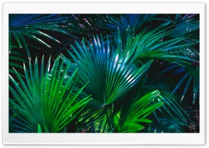 Palms in Blues Ultra HD Wallpaper for 4K UHD Widescreen desktop, tablet & smartphone