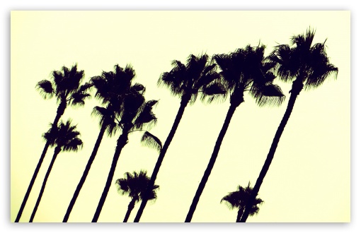 Palms of Los Angeles UltraHD Wallpaper for Wide 16:10 5:3 Widescreen WHXGA WQXGA WUXGA WXGA WGA ; 8K UHD TV 16:9 Ultra High Definition 2160p 1440p 1080p 900p 720p ; Standard 4:3 5:4 3:2 Fullscreen UXGA XGA SVGA QSXGA SXGA DVGA HVGA HQVGA ( Apple PowerBook G4 iPhone 4 3G 3GS iPod Touch ) ; iPad 1/2/Mini ; Mobile 4:3 5:3 3:2 16:9 5:4 - UXGA XGA SVGA WGA DVGA HVGA HQVGA ( Apple PowerBook G4 iPhone 4 3G 3GS iPod Touch ) 2160p 1440p 1080p 900p 720p QSXGA SXGA ;