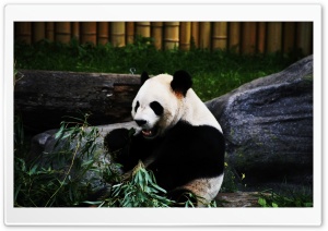 Panda Bear Ultra HD Wallpaper for 4K UHD Widescreen desktop, tablet & smartphone