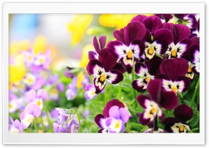 Pansies Flowers Ultra HD Wallpaper for 4K UHD Widescreen desktop, tablet & smartphone