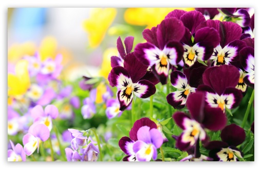 Pansies Flowers UltraHD Wallpaper for Wide 16:10 5:3 Widescreen WHXGA WQXGA WUXGA WXGA WGA ; UltraWide 21:9 24:10 ; 8K UHD TV 16:9 Ultra High Definition 2160p 1440p 1080p 900p 720p ; UHD 16:9 2160p 1440p 1080p 900p 720p ; Standard 4:3 5:4 3:2 Fullscreen UXGA XGA SVGA QSXGA SXGA DVGA HVGA HQVGA ( Apple PowerBook G4 iPhone 4 3G 3GS iPod Touch ) ; Smartphone 16:9 3:2 5:3 2160p 1440p 1080p 900p 720p DVGA HVGA HQVGA ( Apple PowerBook G4 iPhone 4 3G 3GS iPod Touch ) WGA ; Tablet 1:1 ; iPad 1/2/Mini ; Mobile 4:3 5:3 3:2 16:9 5:4 - UXGA XGA SVGA WGA DVGA HVGA HQVGA ( Apple PowerBook G4 iPhone 4 3G 3GS iPod Touch ) 2160p 1440p 1080p 900p 720p QSXGA SXGA ; Dual 16:10 5:3 16:9 4:3 5:4 3:2 WHXGA WQXGA WUXGA WXGA WGA 2160p 1440p 1080p 900p 720p UXGA XGA SVGA QSXGA SXGA DVGA HVGA HQVGA ( Apple PowerBook G4 iPhone 4 3G 3GS iPod Touch ) ;