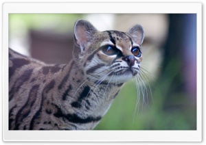 Pantanal Cat Ultra HD Wallpaper for 4K UHD Widescreen desktop, tablet & smartphone