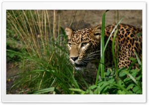 Panther Hunting Ultra HD Wallpaper for 4K UHD Widescreen desktop, tablet & smartphone