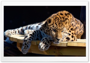 Panthera Pardus Ultra HD Wallpaper for 4K UHD Widescreen desktop, tablet & smartphone