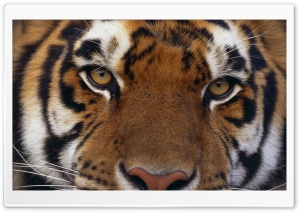 Panthera Tigris Ultra HD Wallpaper for 4K UHD Widescreen desktop, tablet & smartphone