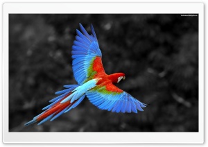 Papagayo Ultra HD Wallpaper for 4K UHD Widescreen desktop, tablet & smartphone