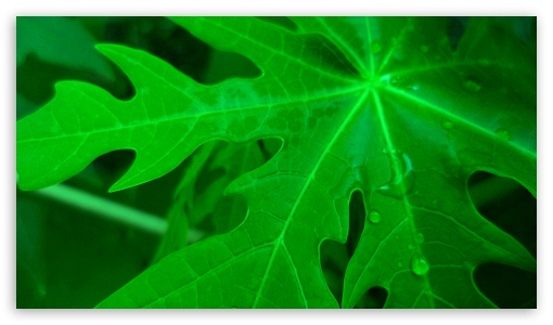 papaya leaves. UltraHD Wallpaper for HD 16:9 ;