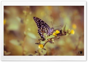 Papilio Elephenor Butterfly Ultra HD Wallpaper for 4K UHD Widescreen desktop, tablet & smartphone