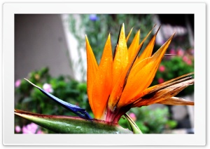 Paradise Flower Drops Ultra HD Wallpaper for 4K UHD Widescreen desktop, tablet & smartphone