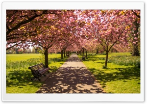 Park Alley Springtime Ultra HD Wallpaper for 4K UHD Widescreen desktop, tablet & smartphone