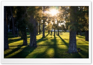 Park with Trees Ultra HD Wallpaper for 4K UHD Widescreen desktop, tablet & smartphone