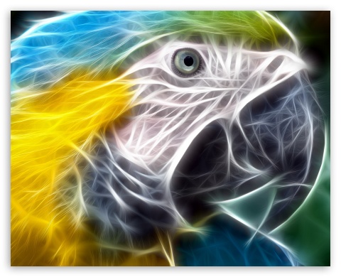 parrot UltraHD Wallpaper for Fullscreen 5:4 ;