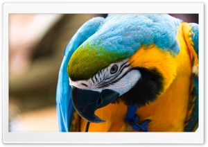 Parrot Ara Ararauna Ultra HD Wallpaper for 4K UHD Widescreen desktop, tablet & smartphone