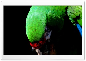 Parrot Bird Ultra HD Wallpaper for 4K UHD Widescreen desktop, tablet & smartphone