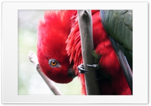 Parrot Bird Ultra HD Wallpaper for 4K UHD Widescreen Desktop, Lockscreen, Screensaver, TV, Tablet, Smartphone