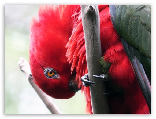 Parrot Bird UltraHD Wallpaper for Fullscreen 4:3 ;