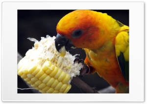 Parrot Bird Ultra HD Wallpaper for 4K UHD Widescreen Desktop, Lockscreen, Screensaver, TV, Tablet, Smartphone