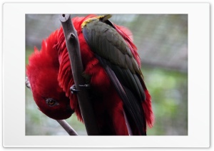 Parrot Bird Ultra HD Wallpaper for 4K UHD Widescreen Desktop, Lockscreen, Screensaver, TV, Tablet, Smartphone