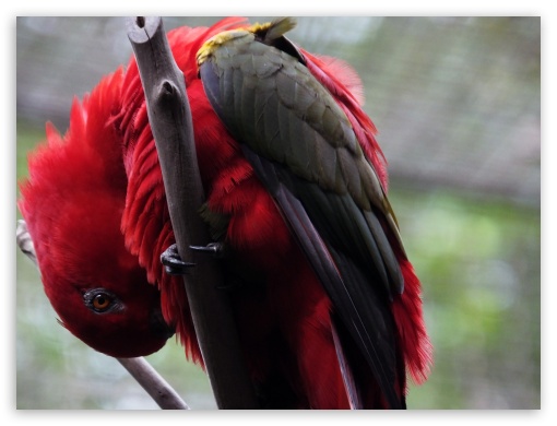 Parrot Bird UltraHD Wallpaper for Fullscreen 4:3 ;