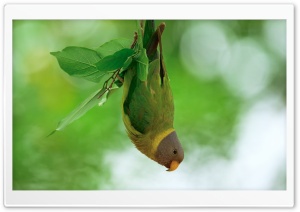 Parrot Hanging Upside Down from a Branch 4K UHD Wallpaper for Widescreen and UltraWide Desktop, UltraHD TV, Smartphone, Tablet