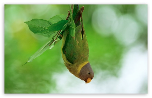 Parrot Hanging Upside Down from a Branch 4K UHD Wallpaper for Widescreen and UltraWide Desktop, UltraHD TV, Smartphone, Tablet Parrot Hanging Upside Down from a Branch UltraHD Wallpaper for UHD 16:9 ; HD 16:9 ; UltraWide 21:9 24:10 ; Widescreen 16:10 5:3 ; Fullscreen 4:3 5:4 3:2 ; Tablet 1:1 ; Mobile 9:16 9:19.5 9:20 9:21 9:22 10:16 2:3 3:5 3:4 ;