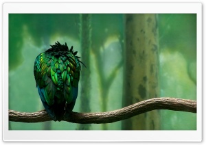 Parrot On A Branch Ultra HD Wallpaper for 4K UHD Widescreen desktop, tablet & smartphone