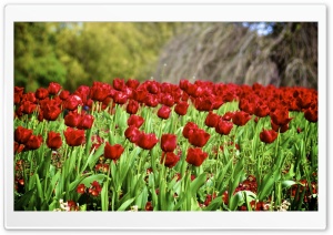 Parrot Tulips Ultra HD Wallpaper for 4K UHD Widescreen desktop, tablet & smartphone