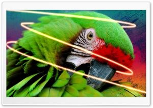Parrot With Ink Splats And Neon Glow Line - Final Ultra HD Wallpaper for 4K UHD Widescreen desktop, tablet & smartphone