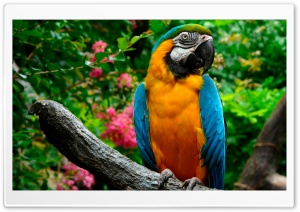 Parrots Ultra HD Wallpaper for 4K UHD Widescreen desktop, tablet & smartphone