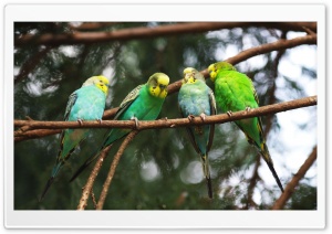 Parrots On A Branch Ultra HD Wallpaper for 4K UHD Widescreen desktop, tablet & smartphone