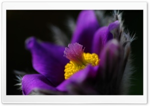 Pasque Flower Ultra HD Wallpaper for 4K UHD Widescreen desktop, tablet & smartphone