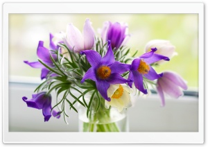 Pasque Flowers Ultra HD Wallpaper for 4K UHD Widescreen desktop, tablet & smartphone